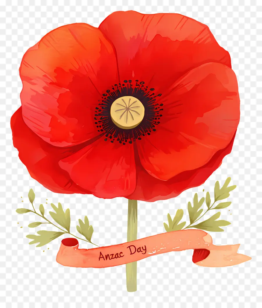 Journée Anzac，Coquelicot Anzac PNG