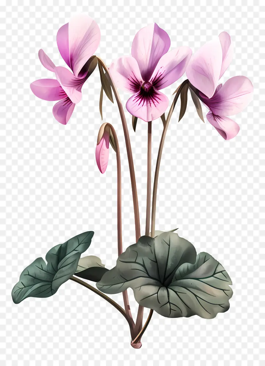 Fleur De Cyclamen，Fleurs Roses PNG