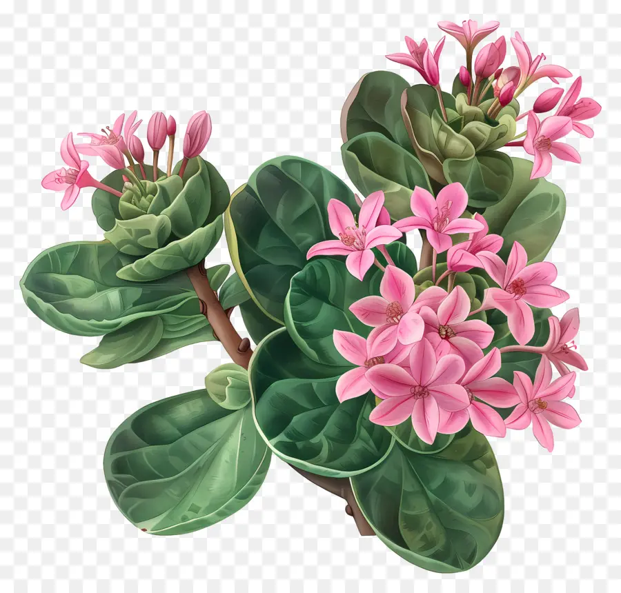 Crassula Pilea，Fleurs Roses PNG