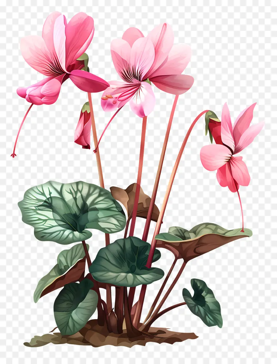 Fleur De Cyclamen，Fleurs Roses PNG