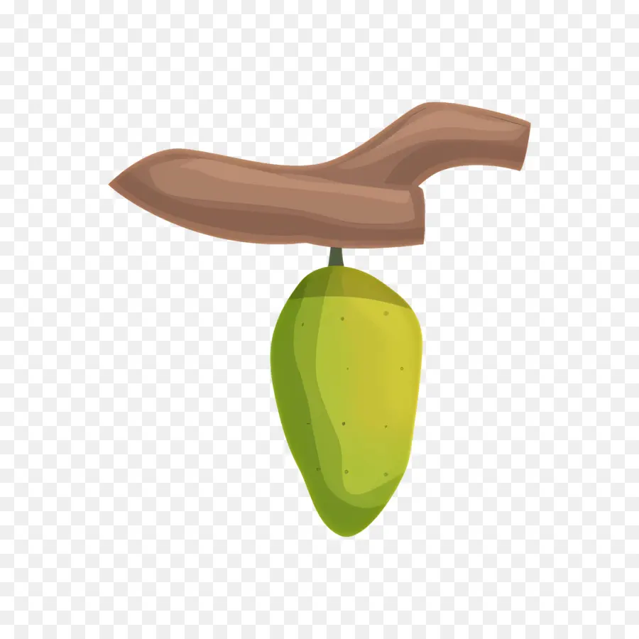 Fève De Cacao，Gousse De Cacao PNG