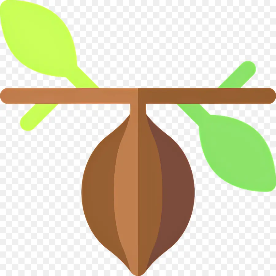 Fève De Cacao，Gousse De Cacao PNG