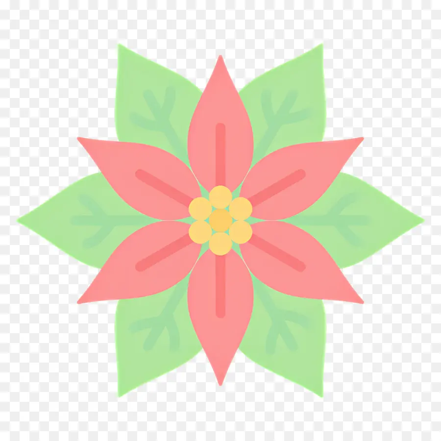 Poinsettia，Fleur Rose PNG