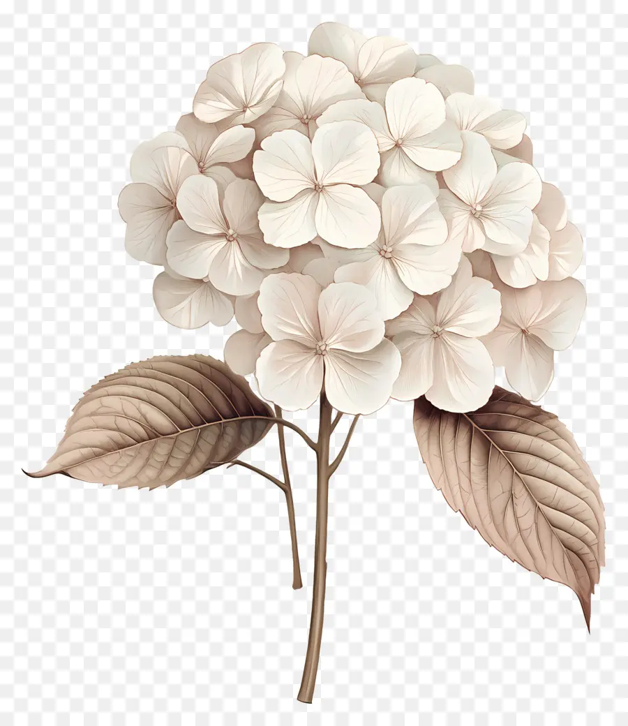 Hortensias Séchés，Hortensia Blanc PNG