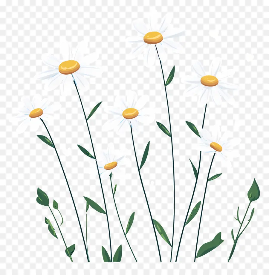 Fond De Fleurs，Marguerites PNG