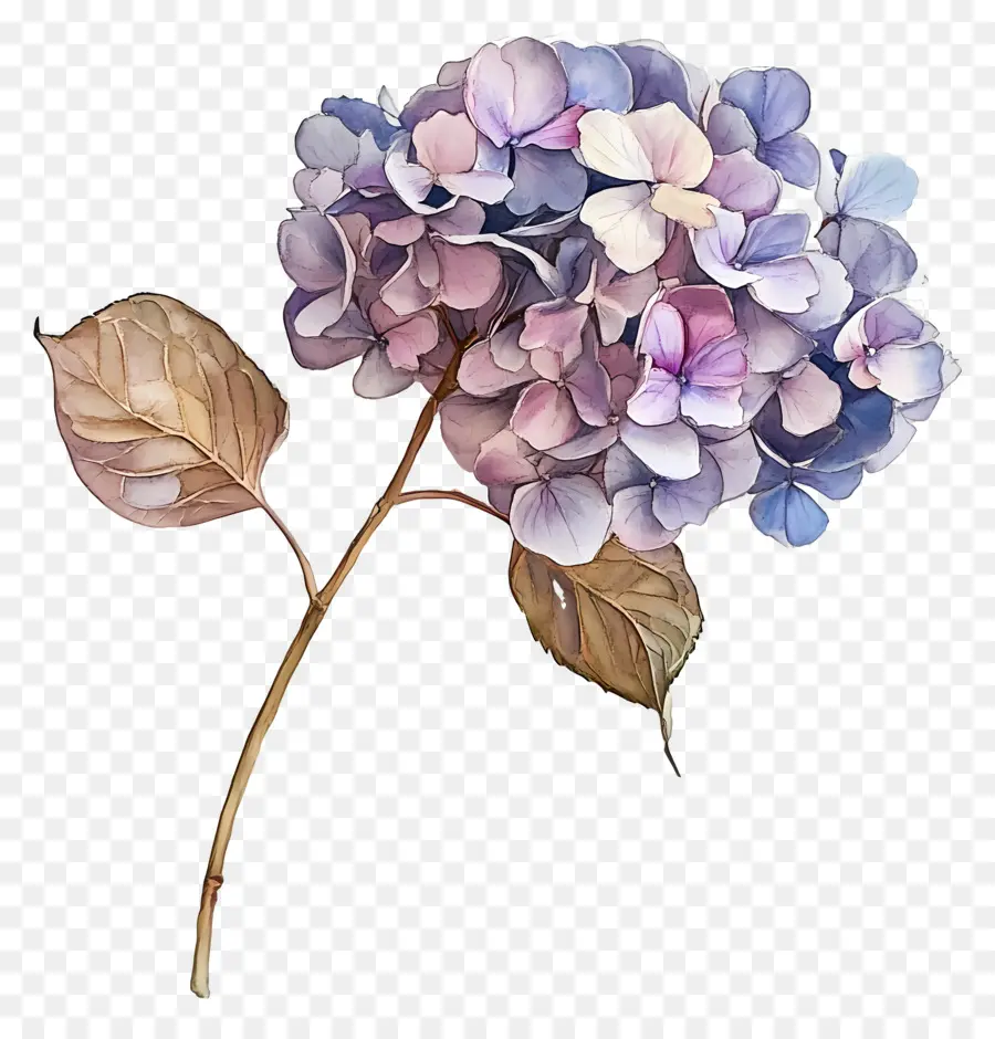 Hortensias Séchés，Hortensia Blanc PNG