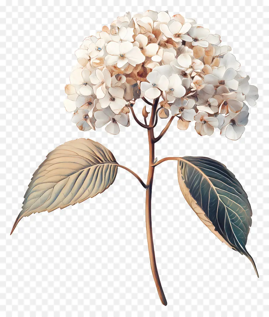 Hortensias Séchés，Hortensia Séchée PNG