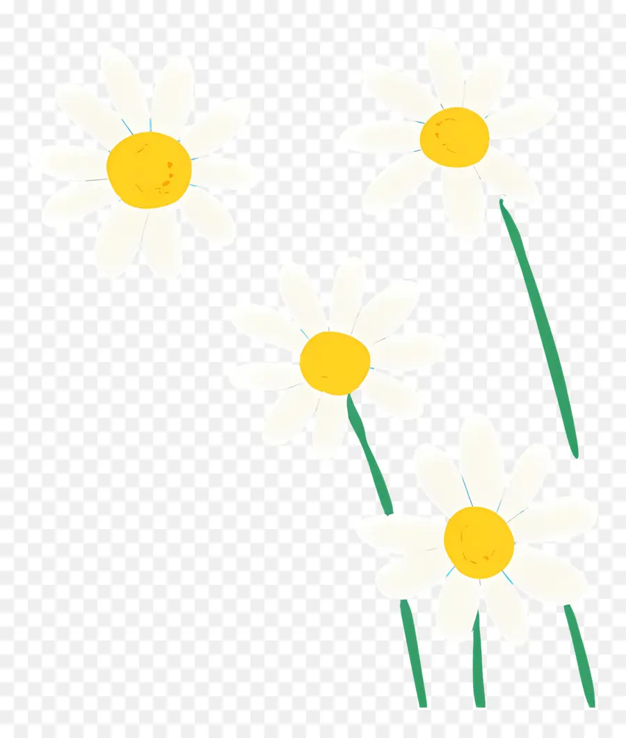 Fond De Fleurs，Marguerites Blanches PNG