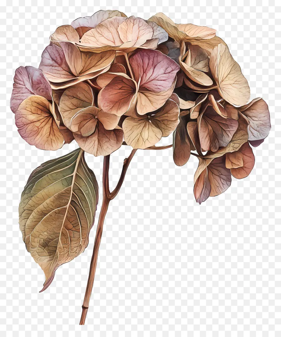 Hortensias Séchés，Hortensia Séchée PNG