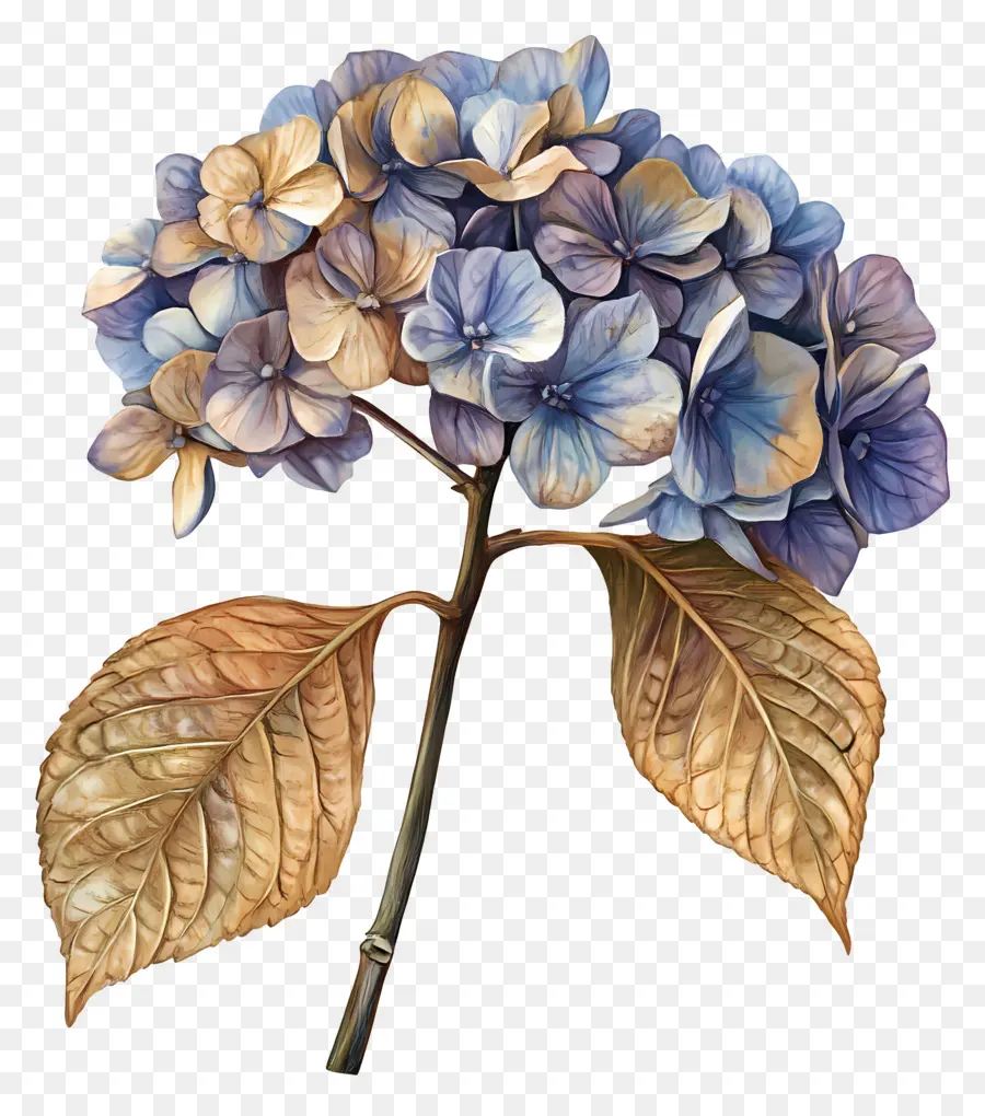 Hortensias Séchés，Hortensia PNG