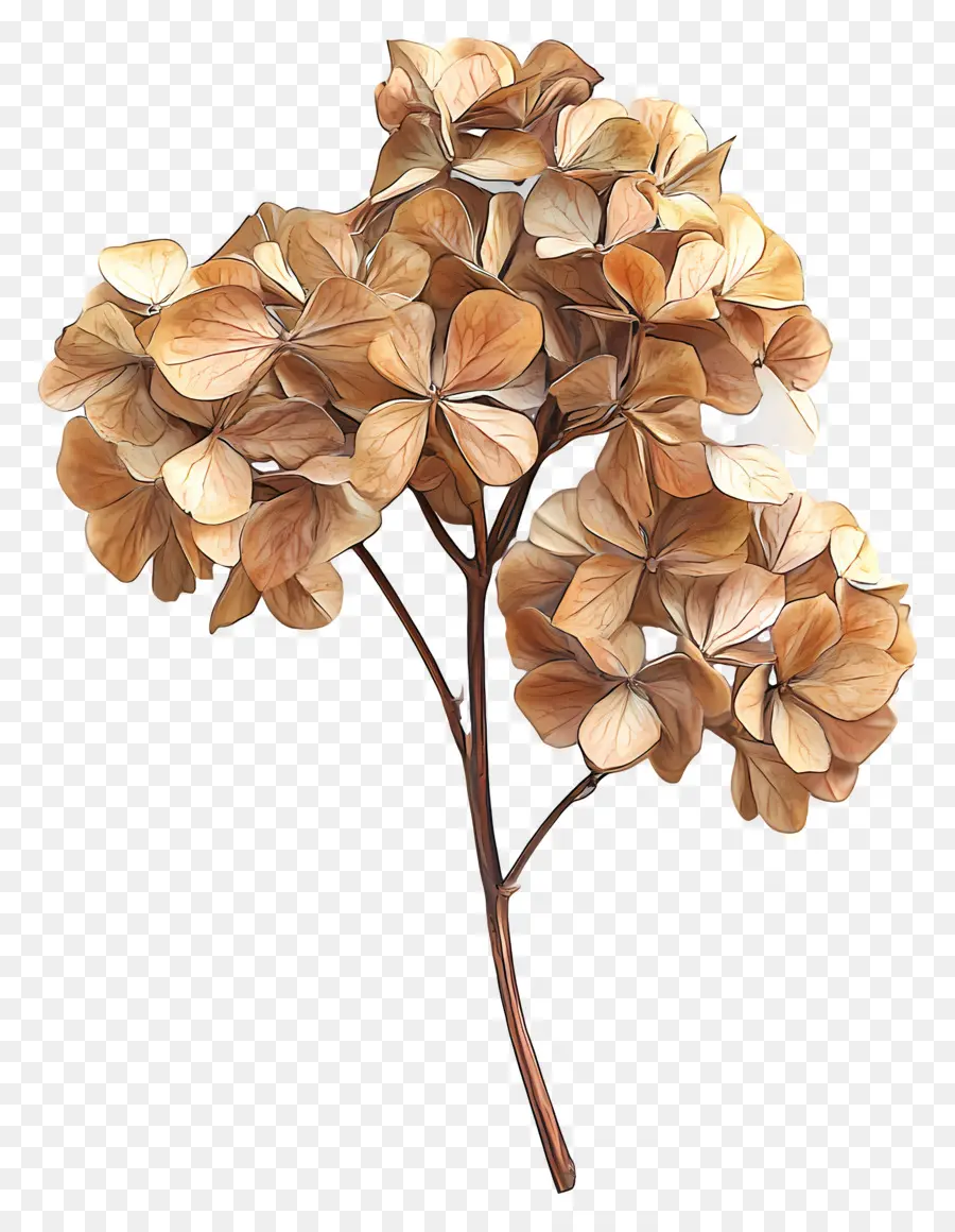 Hortensias Séchés，Hortensia Séchée PNG