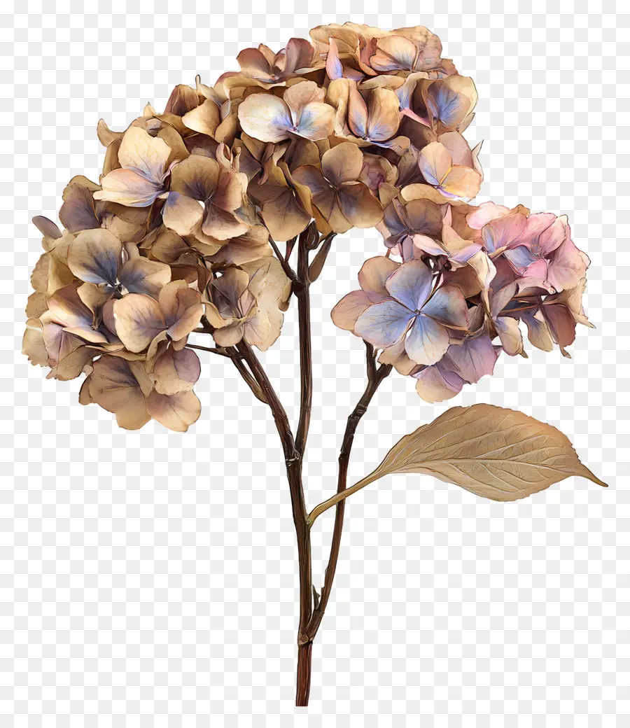 Hortensias Séchés，Fleurs Violettes PNG