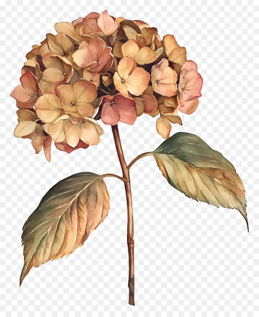 Hortensias Séchés，Hortensia Séchée PNG