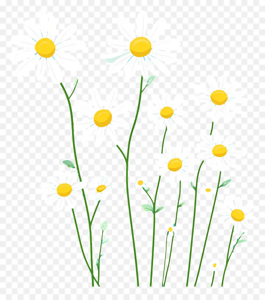 Fond De Fleurs，Marguerites Blanches PNG