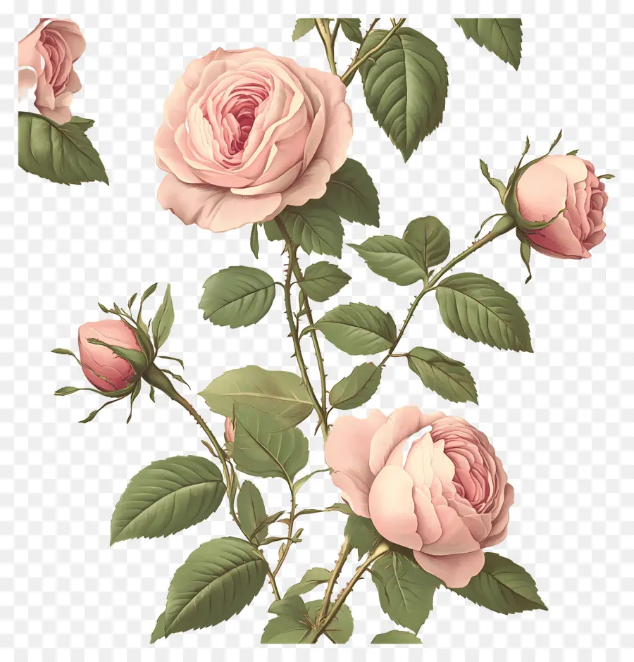 Fond De Fleurs，Rose Rose PNG