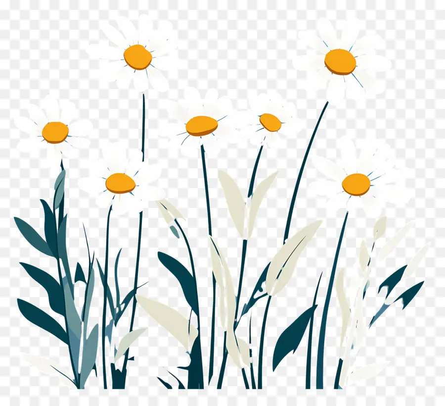 Fond De Fleurs，Marguerites PNG