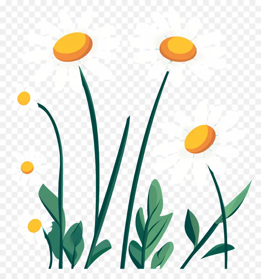 Fond De Fleurs，Marguerites PNG