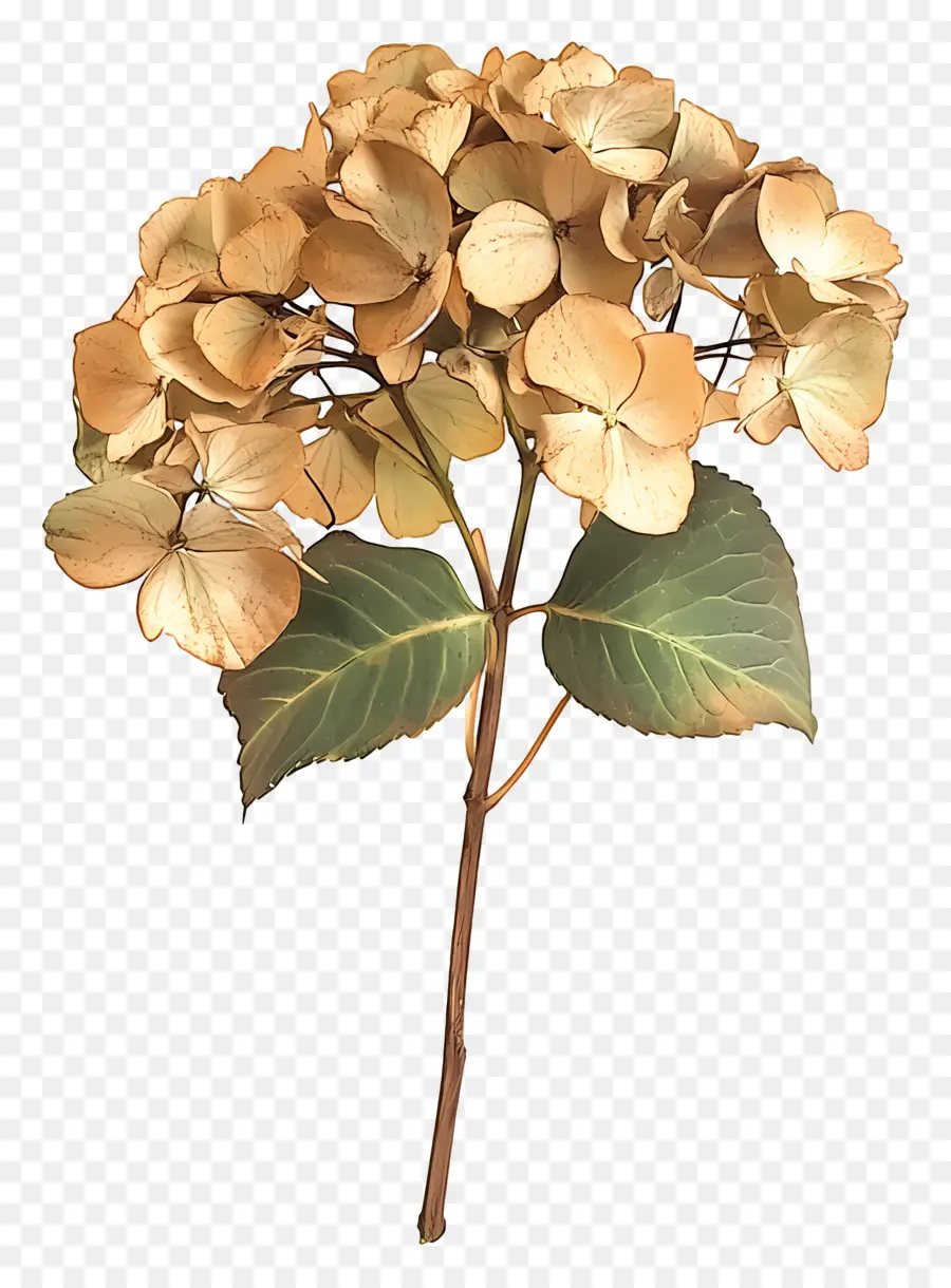 Hortensias Séchés，Hortensia Séchée PNG