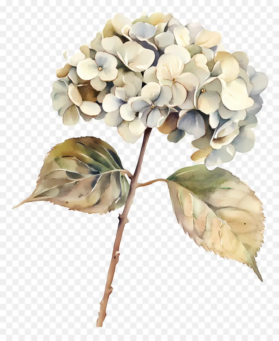 Hortensias Séchés，Hortensia Séchée PNG