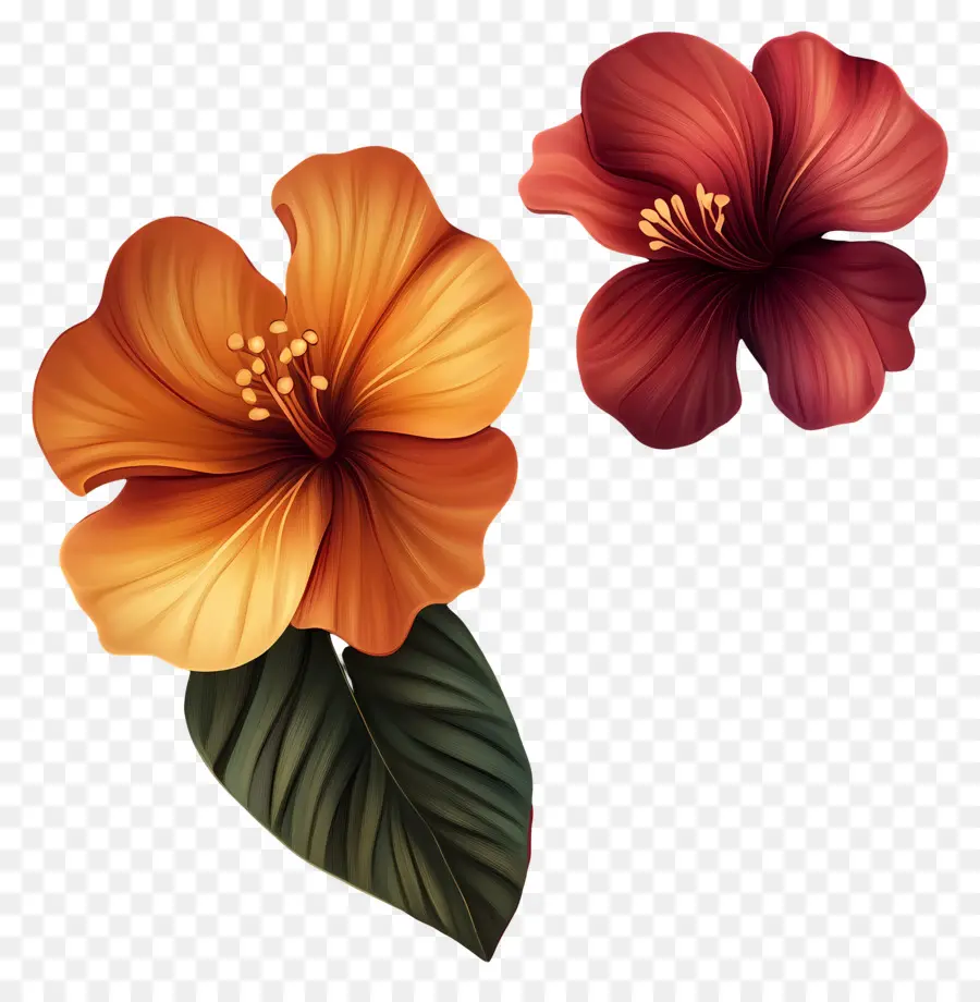 Fond De Fleurs，Fleur D'hibiscus PNG