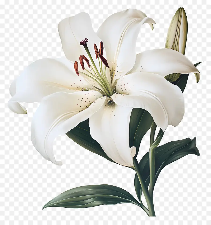 Fleur Millésime，Lys Blancs PNG