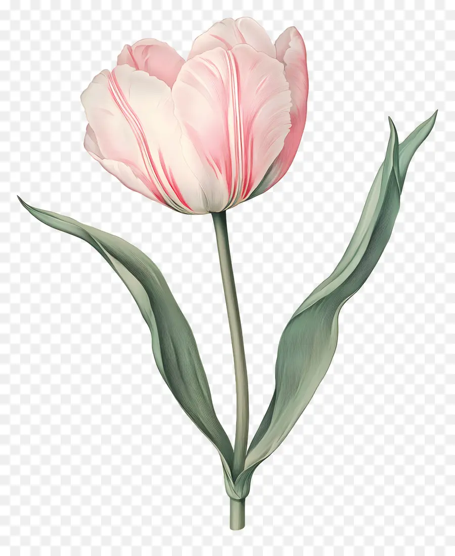 Fleur Millésime，Tulipe Blanche PNG