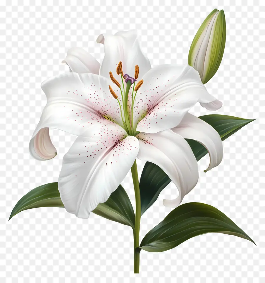 Fleur Millésime，Lys Blanc PNG