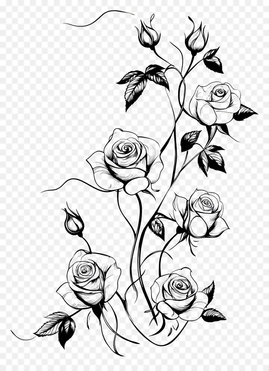 Bordure Rose，Rose Noire Et Blanche PNG