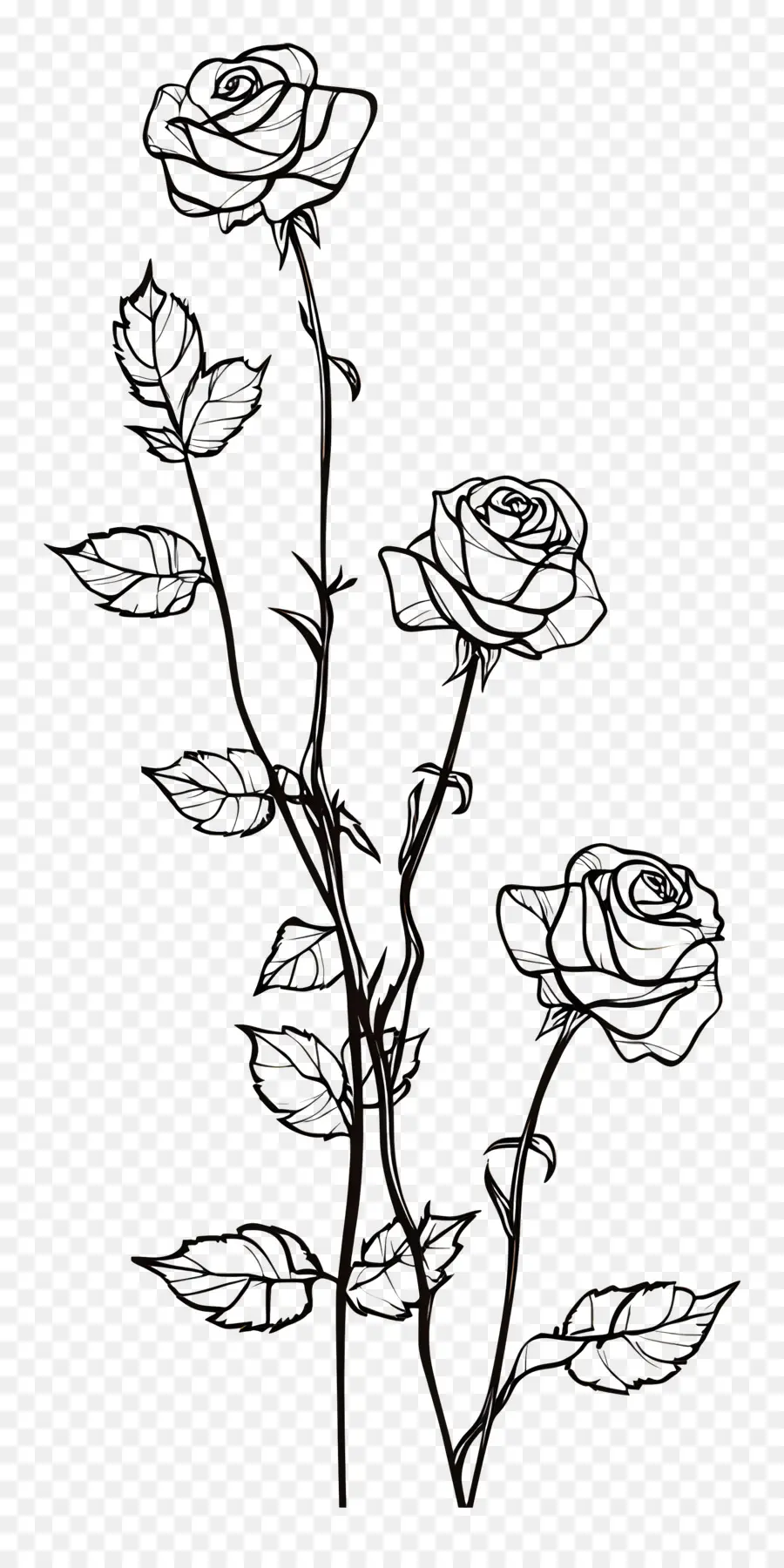 Bordure Rose，Rose Noire Et Blanche PNG