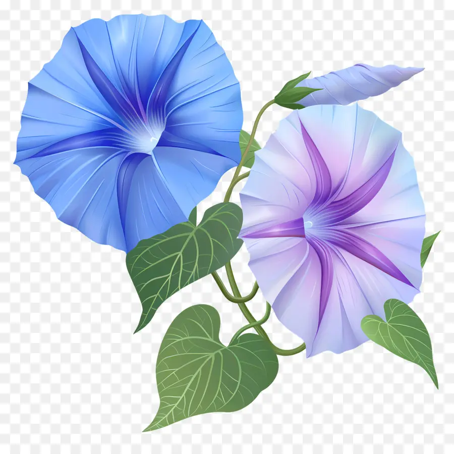 Fleurs De Gloire Du Matin，Bleu PNG