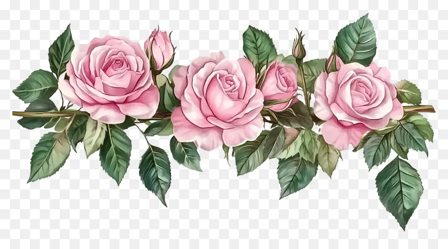 Bordure Rose，Roses Roses PNG