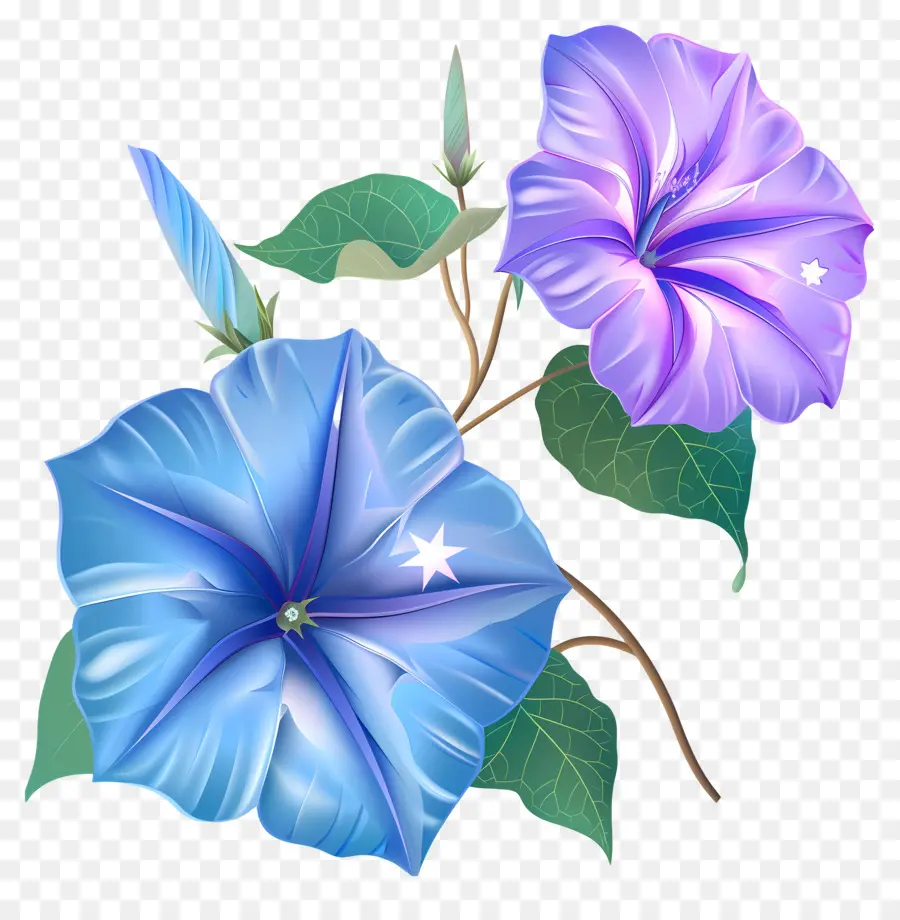 Fleurs De Gloire Du Matin，Bleu PNG