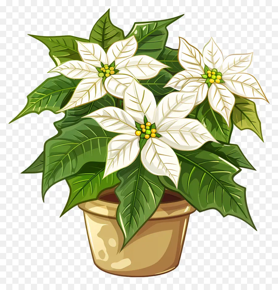 Fleur De Poinsettia，Plante De Poinsettia Blanc PNG