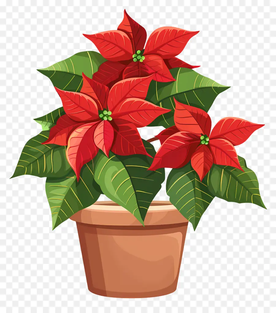 Fleur De Poinsettia，Poinsettia Rouge PNG