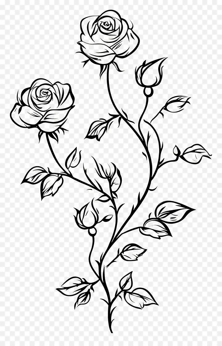 Bordure Rose，Rose Noire Et Blanche PNG