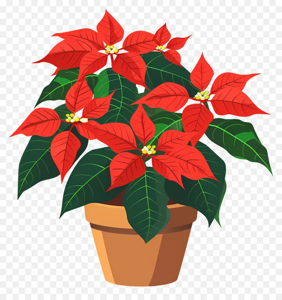 Fleur De Poinsettia，Poinsettia Rouge PNG