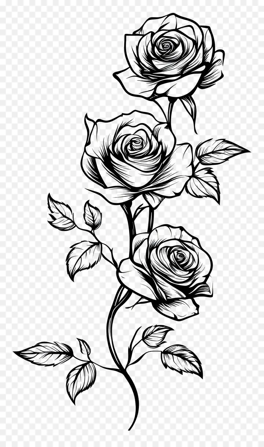 Bordure Rose，Rose Noire Et Blanche PNG