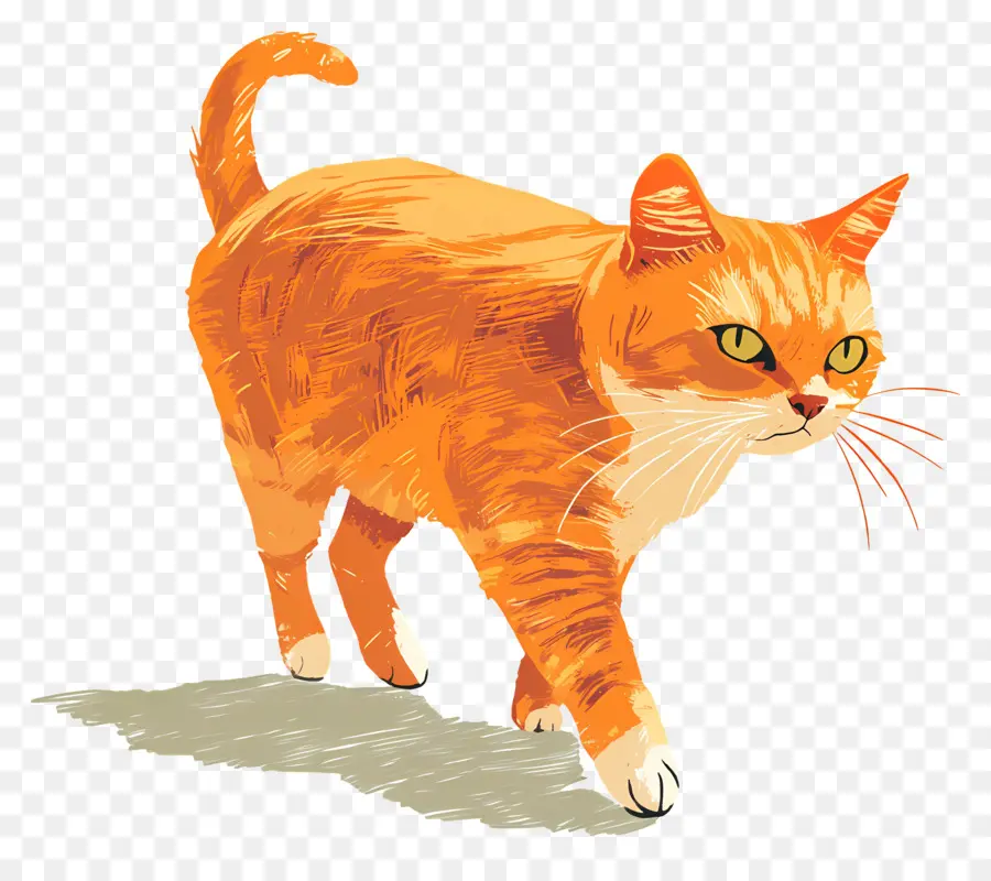 Chat Qui Marche，Chat Orange PNG