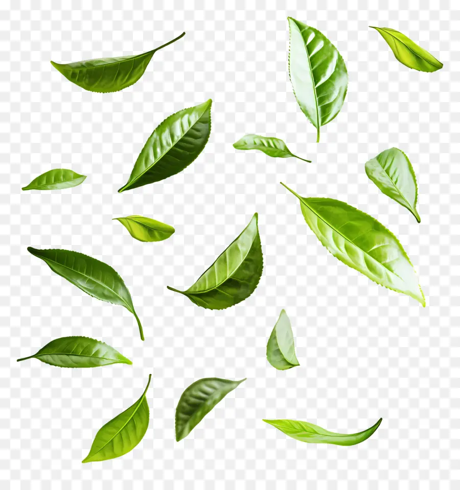 Feuille Volante，Feuilles Vertes Flottantes PNG