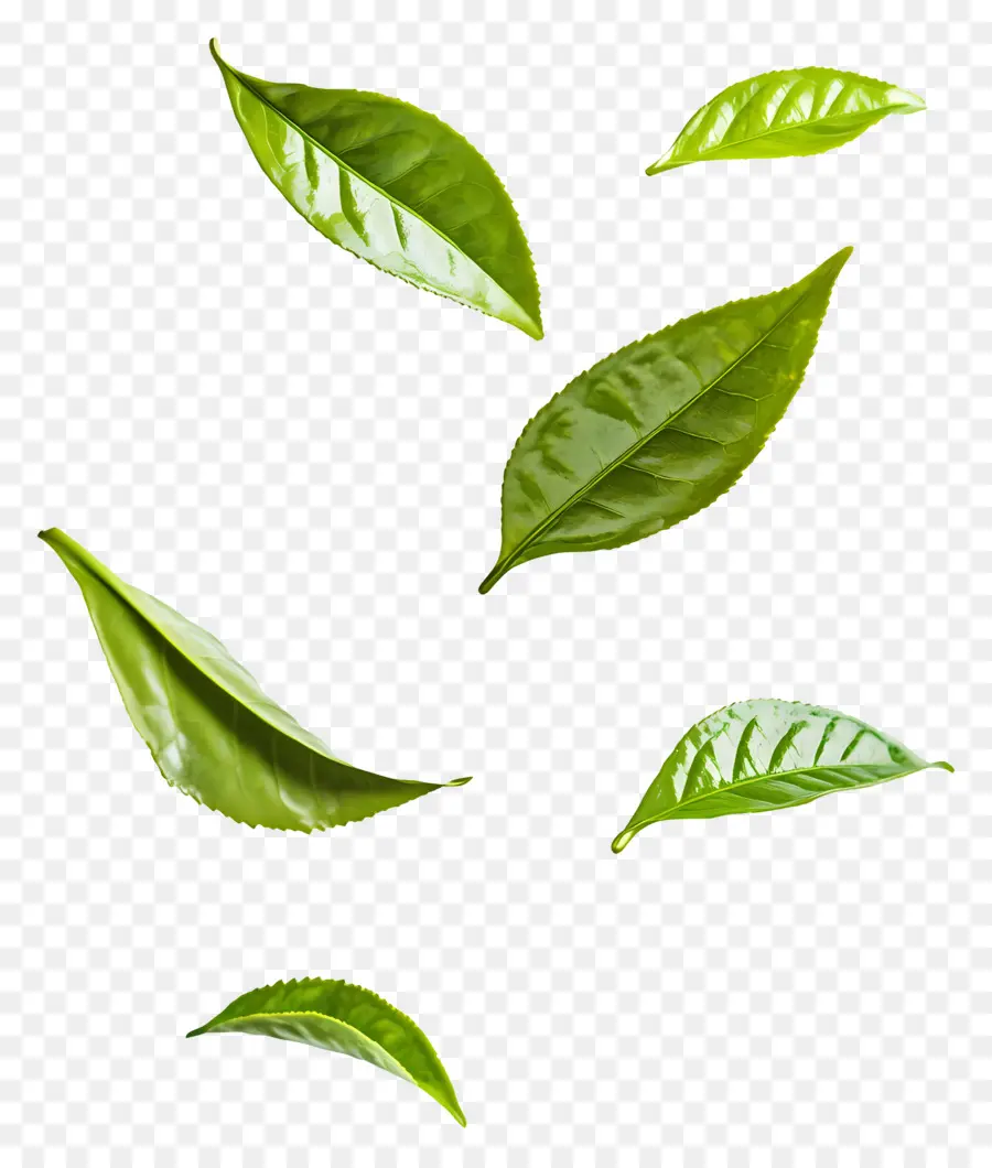 Feuille Volante，Feuilles Vertes Flottantes PNG