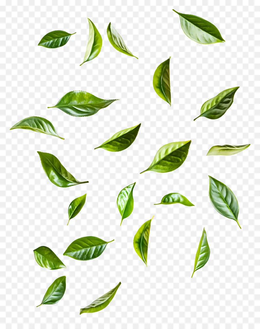 Feuille Volante，Feuilles Vertes Flottantes PNG